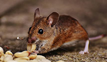 24 Hour & Emergency Exterminators in Bucks Lake, CA